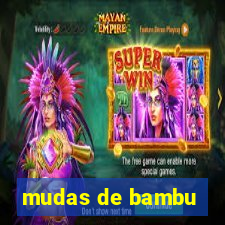 mudas de bambu