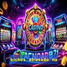 bichos atrasado na loteria dos sonhos